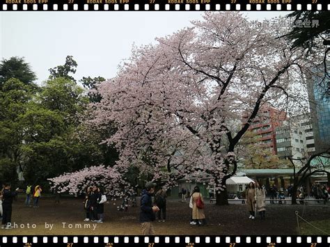 櫻花樹幹 夢到很多水